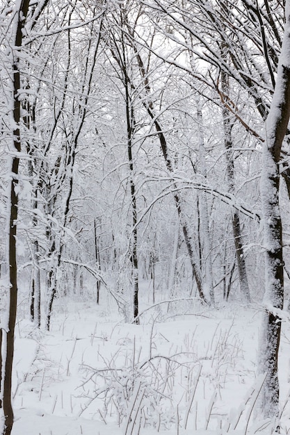 alberi nella stagione invernale