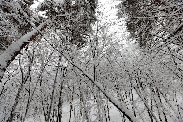 alberi nella stagione invernale