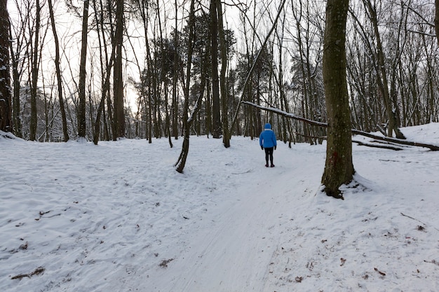 alberi nella stagione invernale