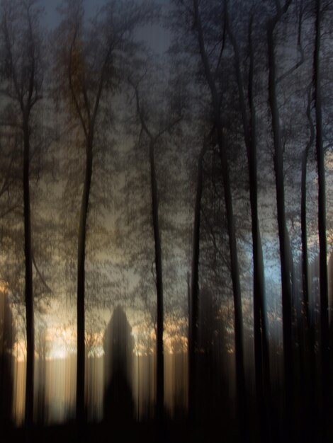 Alberi nudi contro il cielo