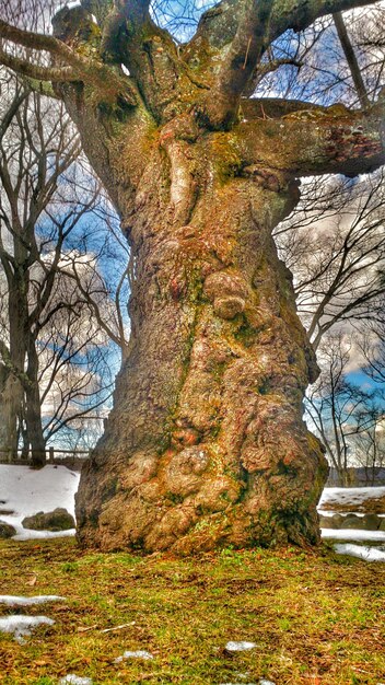 Alberi nudi contro il cielo