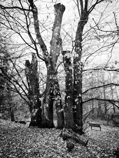 Alberi nudi contro il cielo