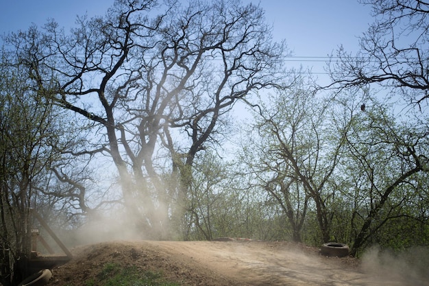 Alberi nudi contro il cielo