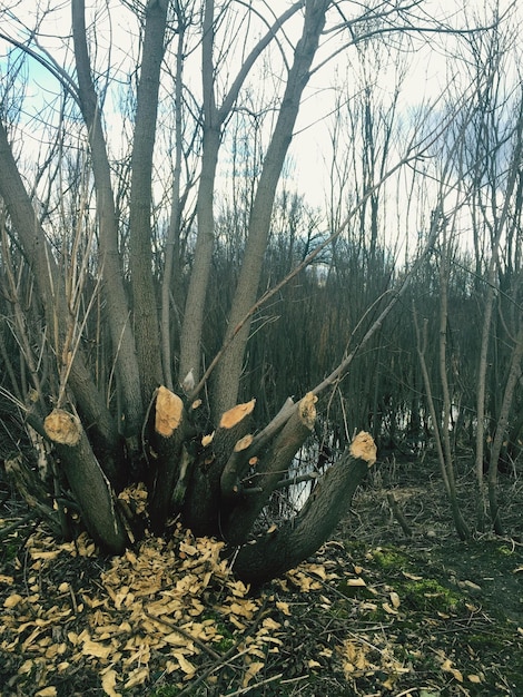 Alberi nudi contro il cielo