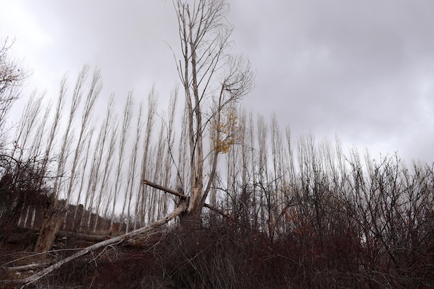 Alberi nudi decidui e campo di cespugli nella stagione autunnale