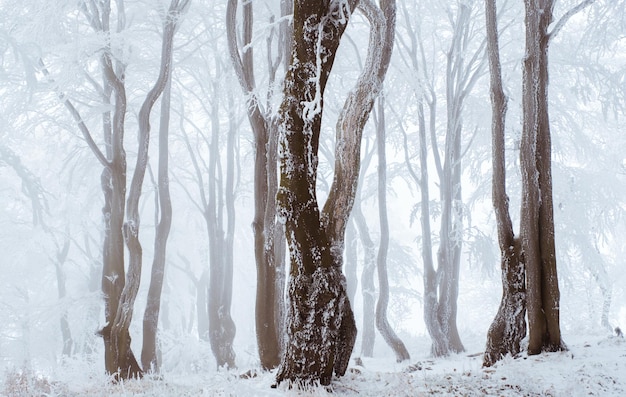 Alberi nudi in una foresta coperta di neve