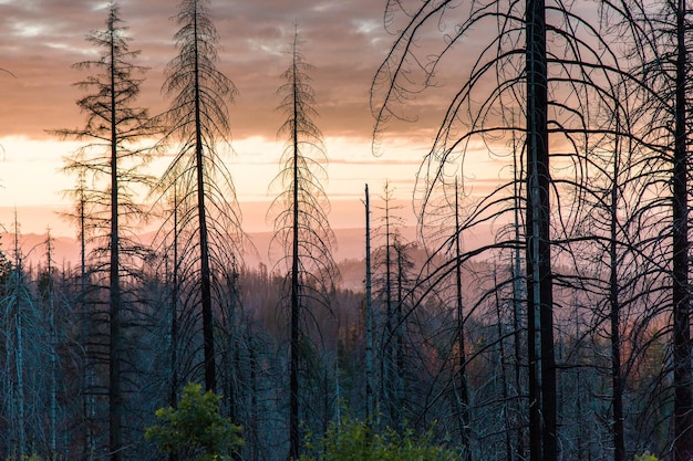 Alberi nudi nella foresta contro il cielo durante il tramonto