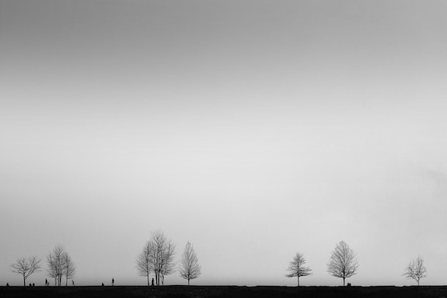 Alberi nudi sul campo contro un cielo limpido