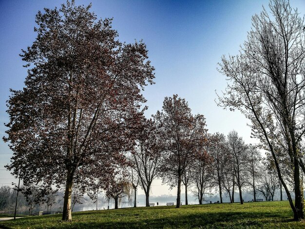 Alberi nudi sul campo erboso