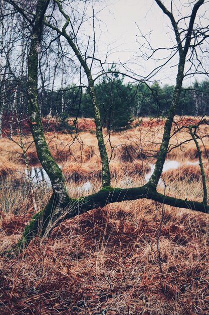 Alberi nudi sul campo nella foresta contro il cielo