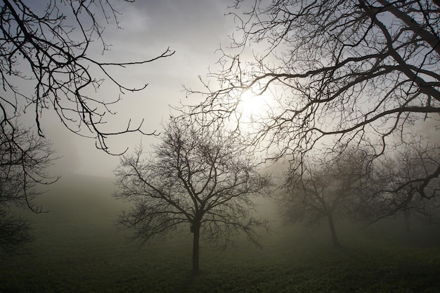 Alberi nudi sul paesaggio contro il cielo durante il tempo nebbioso