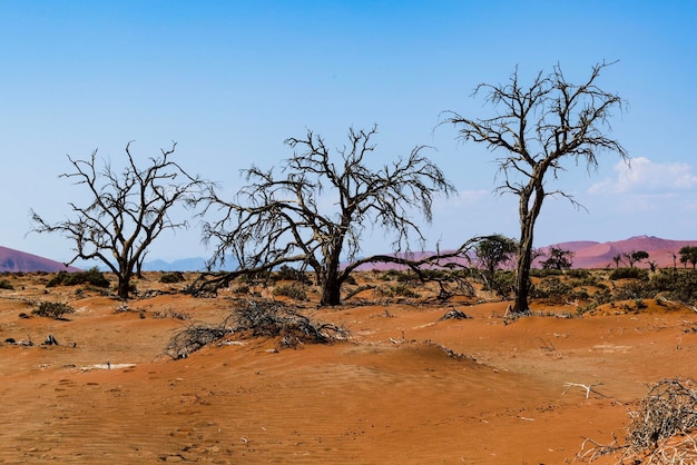 Alberi nudi sul paesaggio contro il cielo