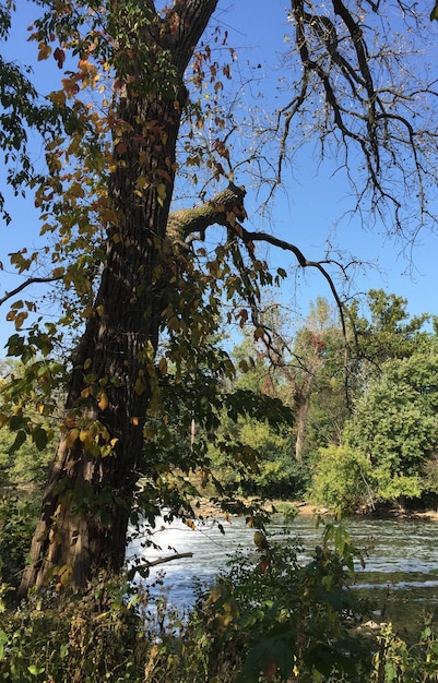 Alberi per stagno