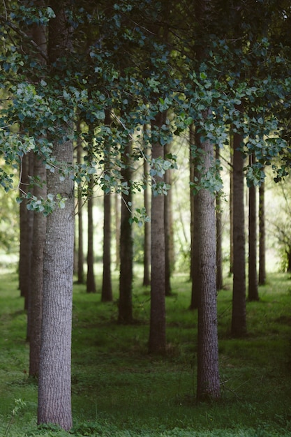 Alberi piantati in fila nella foresta