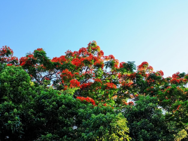 Alberi pieni di fiori rossi nel parco primaverile