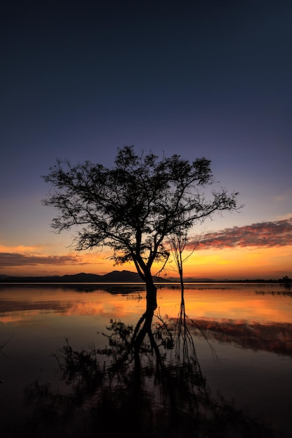 Alberi proiettati riflessi nell'acqua e su sfondo tramonto colorato