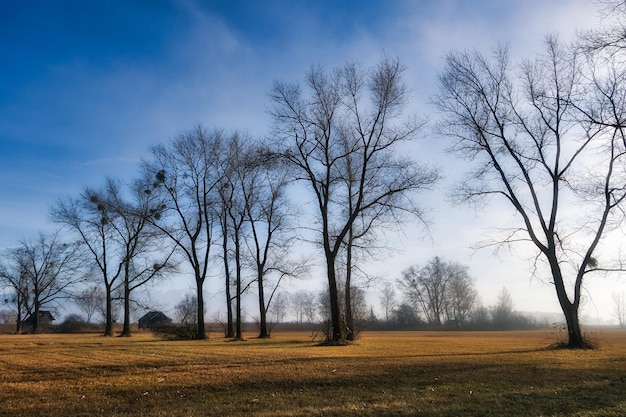 Alberi quasi privi di foglie e secchi per terra