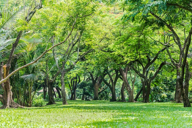 Alberi, rami, foglie e prati sono in una foresta