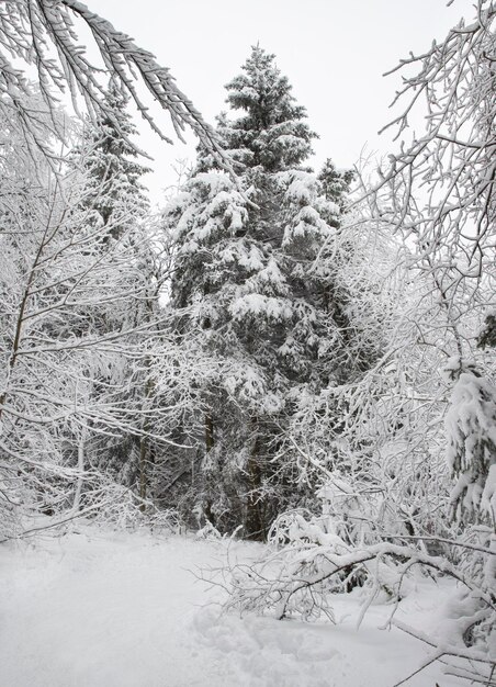 alberi ricoperti di foresta di neve in inverno