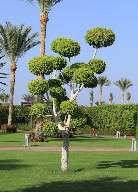 alberi rifilati decorativi in una giornata di sole estivo