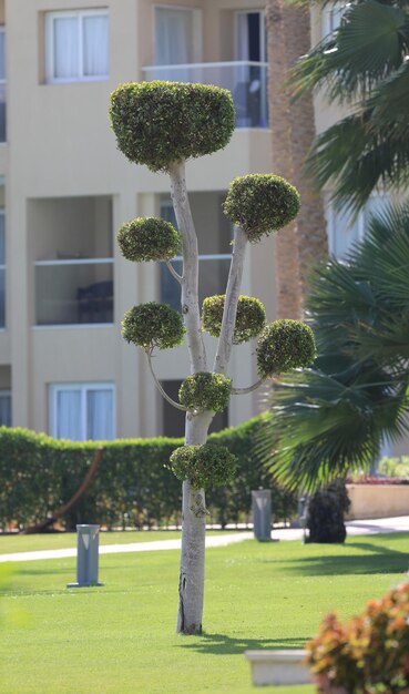 alberi rifilati decorativi in una giornata di sole estivo