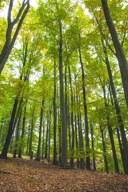 Alberi rigogliosi nella foresta