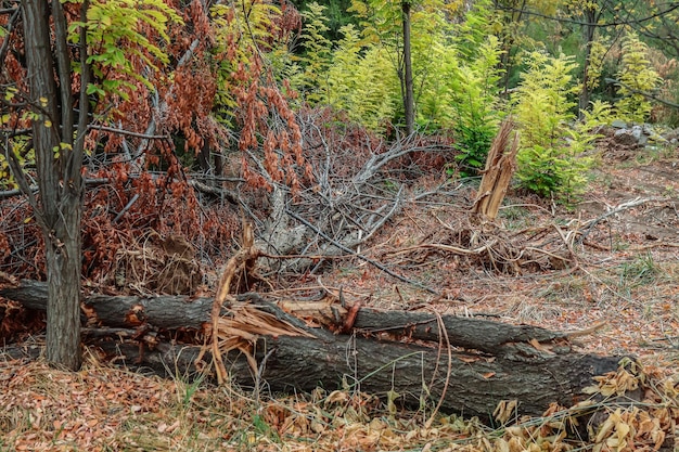 Alberi rotti nella foresta dopo un forte frangivento