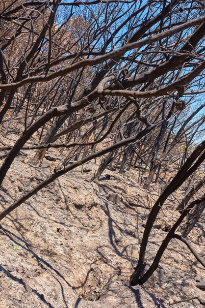 Alberi secchi all'aperto in un deserto in una calda giornata estiva Piante bruciate senza foglie durante una stagione di siccità su un campo Cespuglio di latifoglie dopo un incendio I risultati del riscaldamento globale nella natura e nella flora