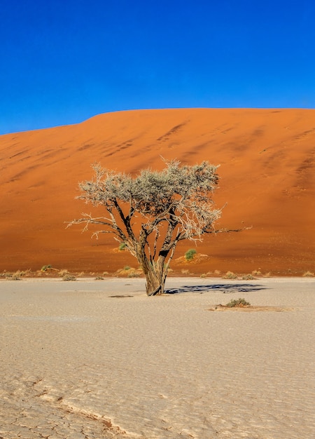 Alberi secchi e dune rosse con una bella trama di sabbia