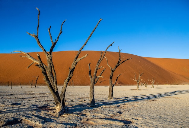 Alberi secchi e dune rosse con una bella trama di sabbia