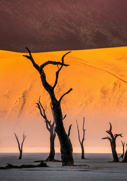 Alberi secchi e dune rosse con una bella trama di sabbia