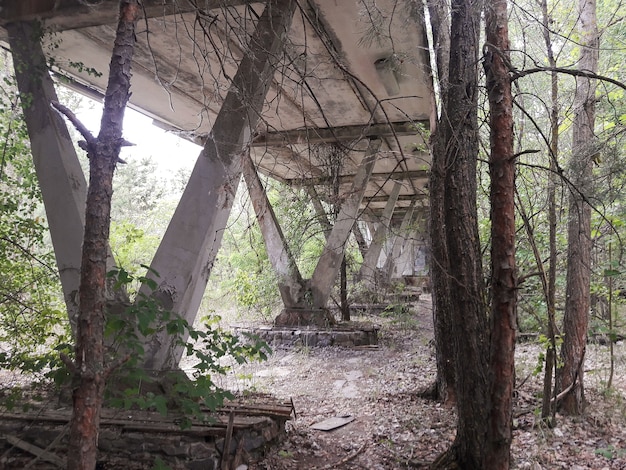 Alberi secchi sotto un ponte di cemento abbandonato fatiscente e non funzionante nella foresta