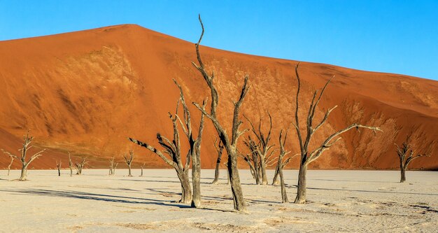 Alberi secchi vicino a dune e cielo blu