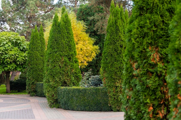 Alberi sempreverdi decorativi nella progettazione del paesaggio