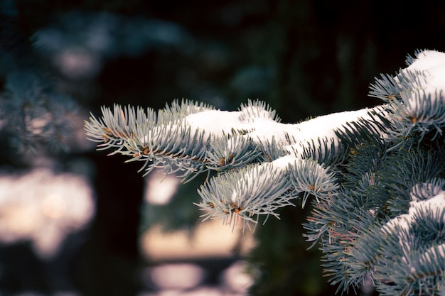 Alberi sempreverdi in inverno