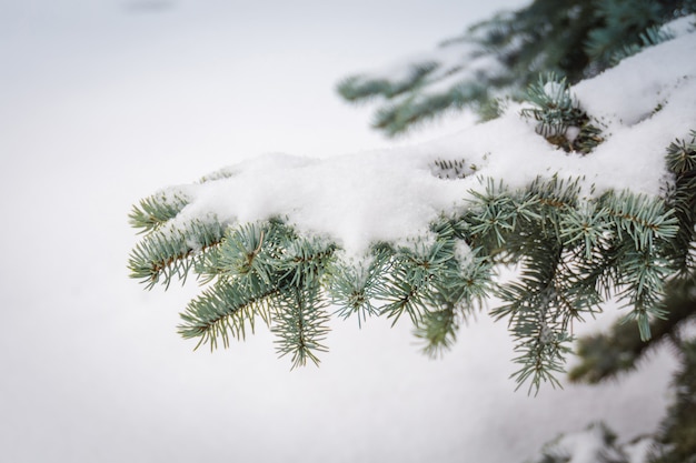 Alberi sempreverdi in inverno