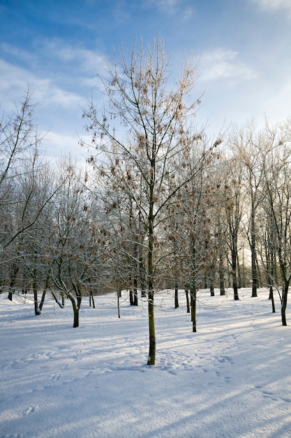 Alberi senza fogliame in inverno