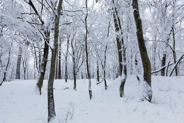 alberi senza fogliame