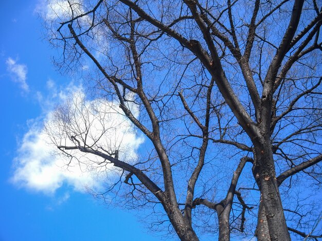 alberi senza foglie con sfondo azzurro del cielo