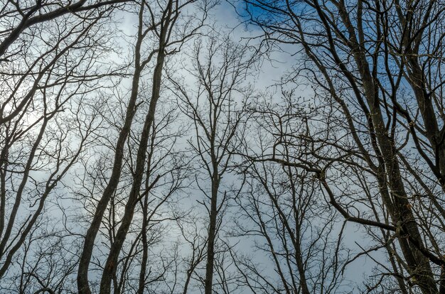 Alberi senza foglie e cielo blu