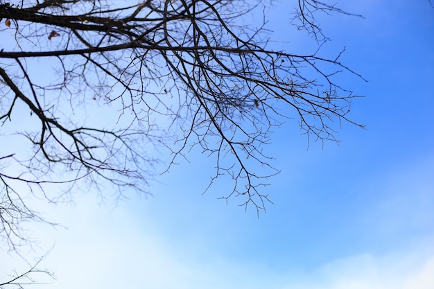 Alberi senza foglie in inverno in un giorno con cielo blu.