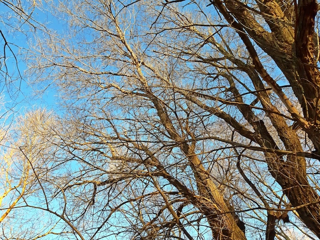 Alberi senza foglie in inverno nel cielo limpido