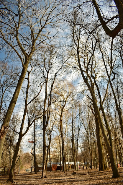 Alberi senza foglie nel parco di primavera