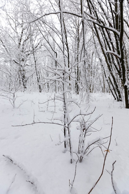 alberi senza foglie