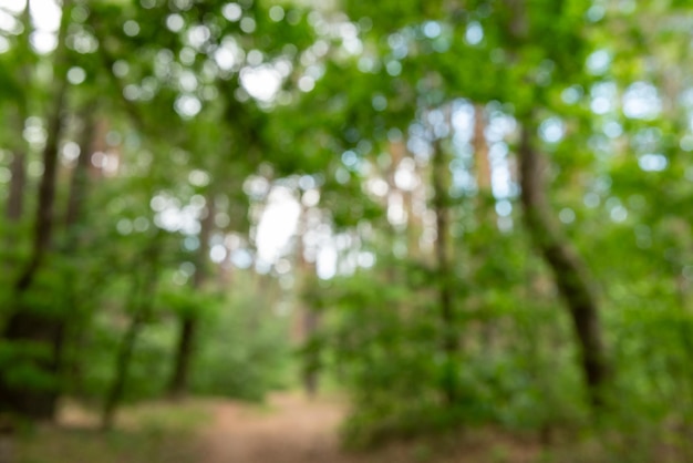 Alberi sfocati con foglie verdi come sfondo Concetto di natura delle stagioni primaverili ed estive