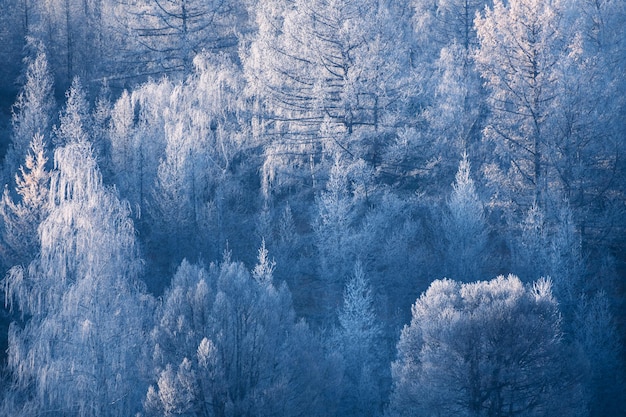 Alberi smerigliati in montagna all'alba. Paesaggio invernale. Alberi con brina in mattinata nebbiosa. Priorità bassa astratta della natura di inverno