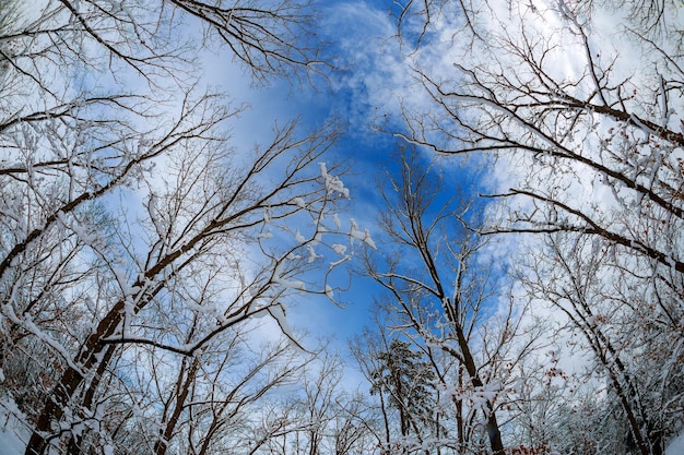 Alberi soft focus foresta boschi paesaggio ampio sfondo carta da parati verde cielo nuvole sagome