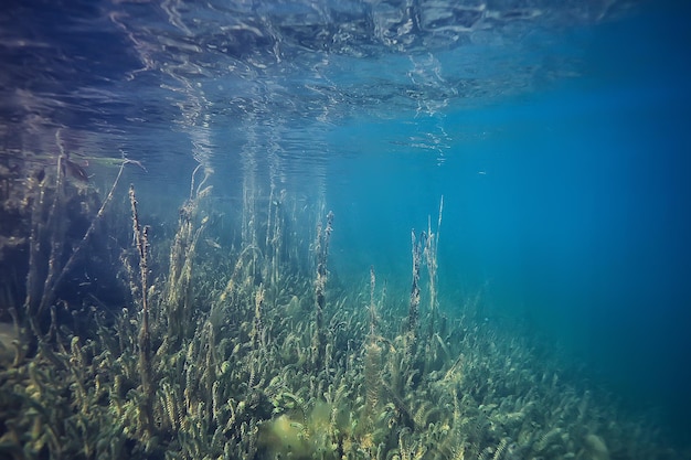 alberi sommersi allagati sott'acqua / lago giungla fresca acqua ecologia bellissimo paesaggio