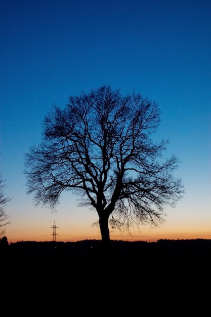 Alberi sotto il cielo della sera