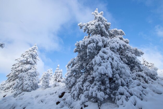 Alberi sotto la neve